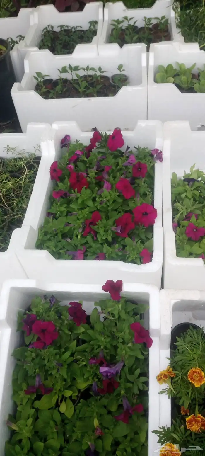 نخل واشنطني زينه جميع المقاسات وتنسيق الحدايق وقص الشجار وتك 9