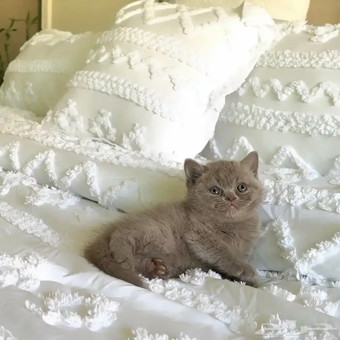 سكوتش فولد قزمة مميزة 3