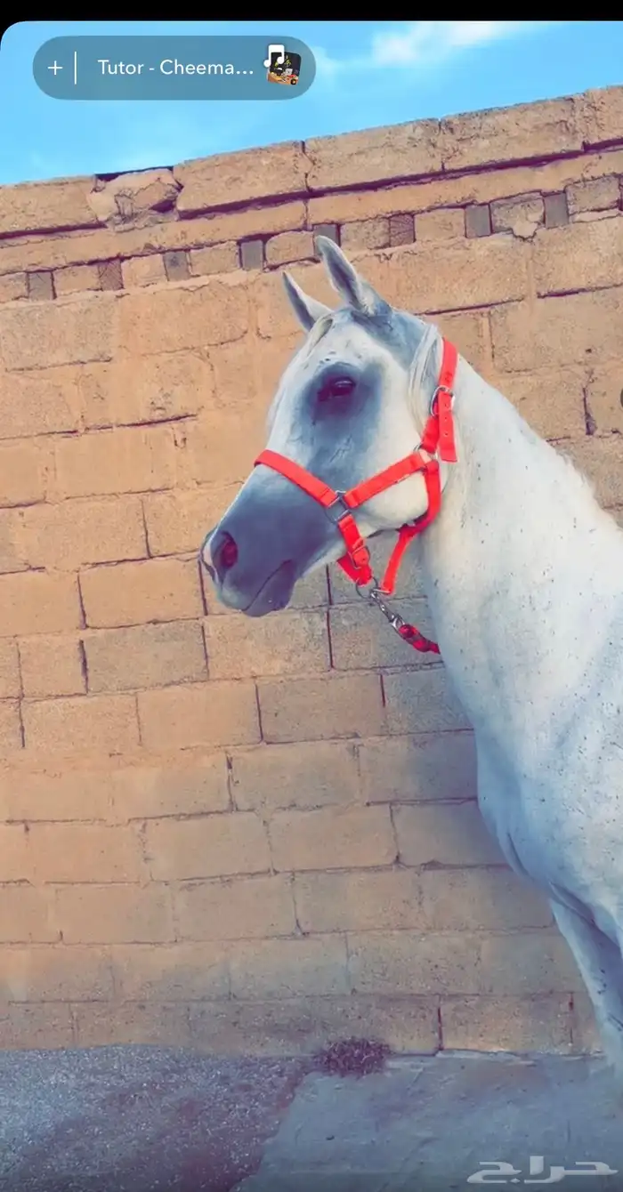 للبيع فرس محققه تحمل معها مهره 1