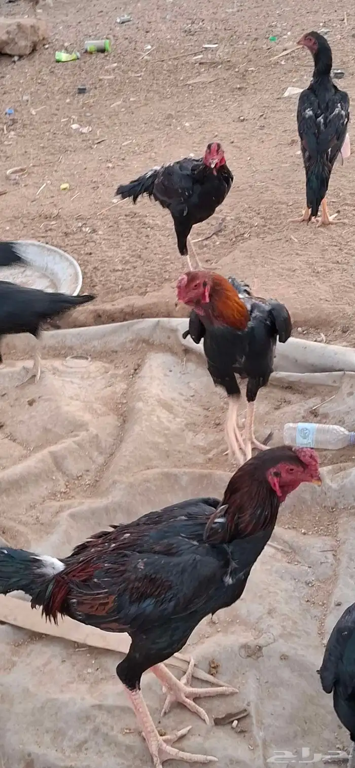 ديوك شامو للبيع العدد 12 او 13 0