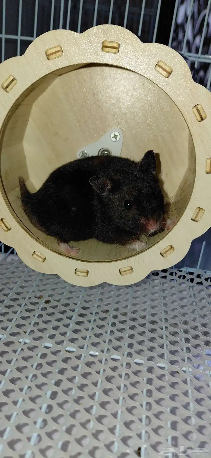 همستر للبيع 1