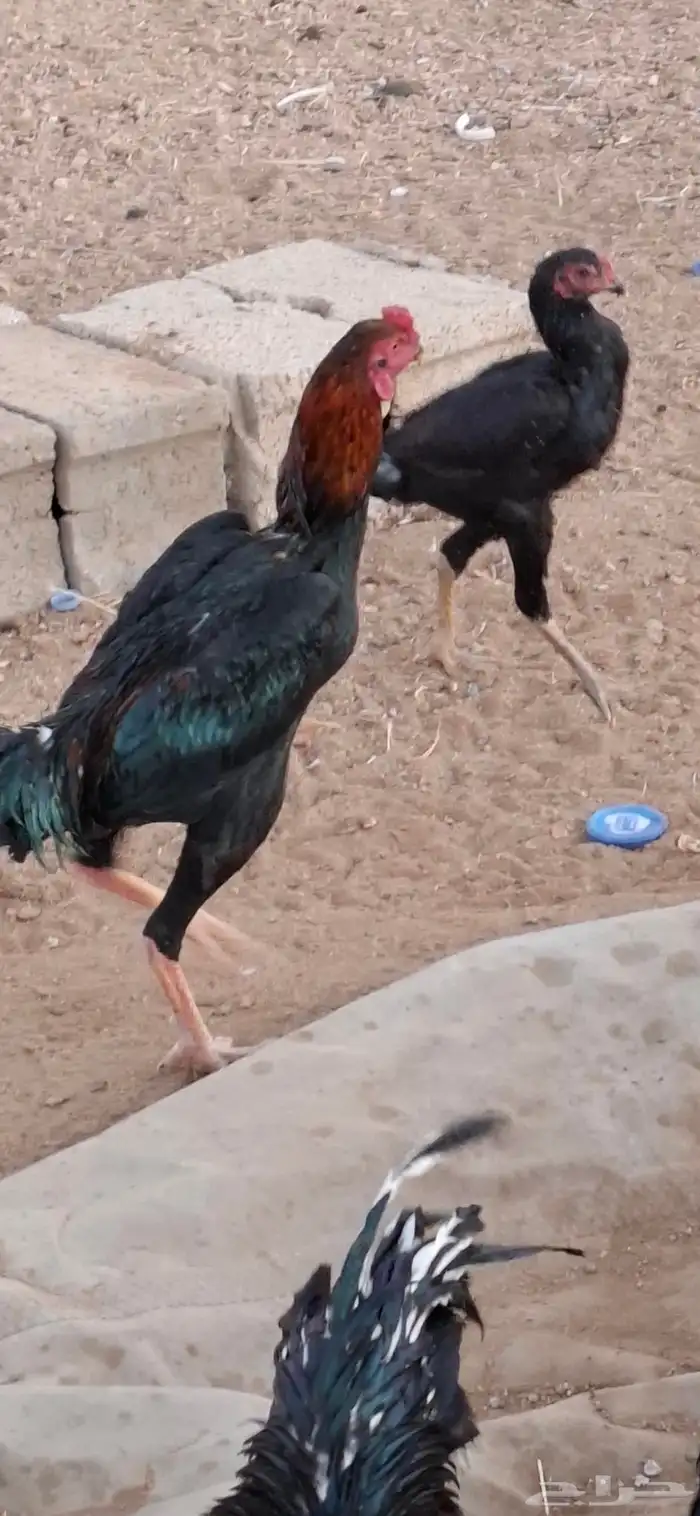 ديوك شامو للبيع العدد 12 او 13 5