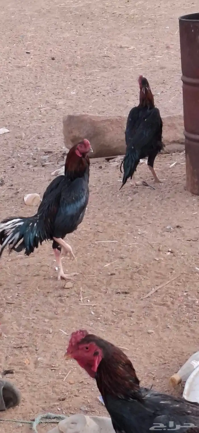 ديوك شامو للبيع العدد 12 او 13 1