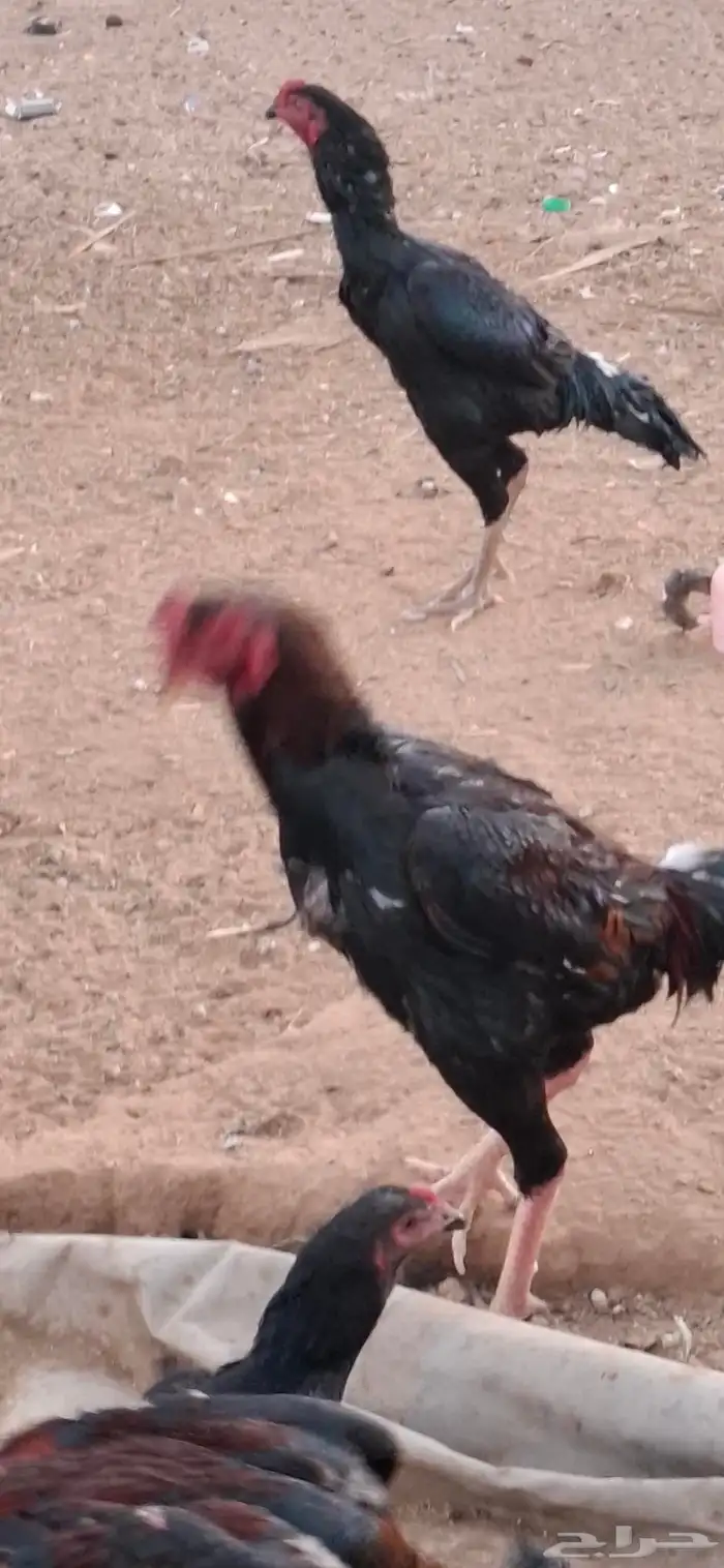 ديوك شامو للبيع العدد 12 او 13 4