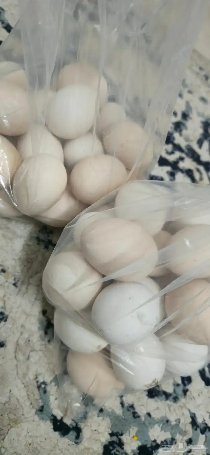 بيض دجاج تركي وبلدي هجين 0