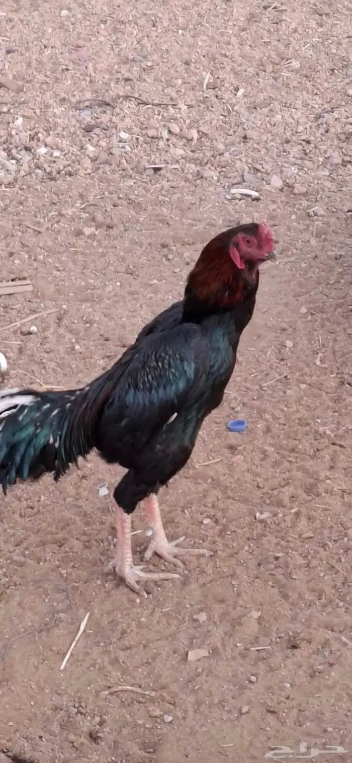 ديوك شامو للبيع العدد 12 او 13 2