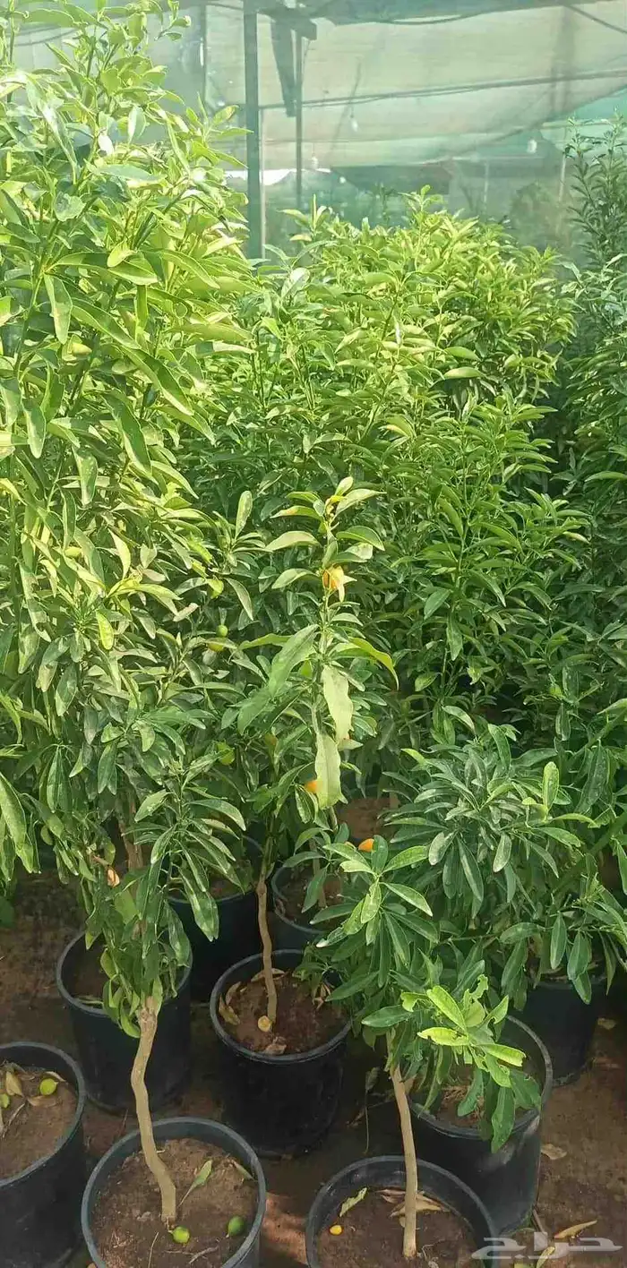 زرع طبيعي وثيل طبيعي وتيل طبيعي وشبكات الري ومشتل زراعية 8