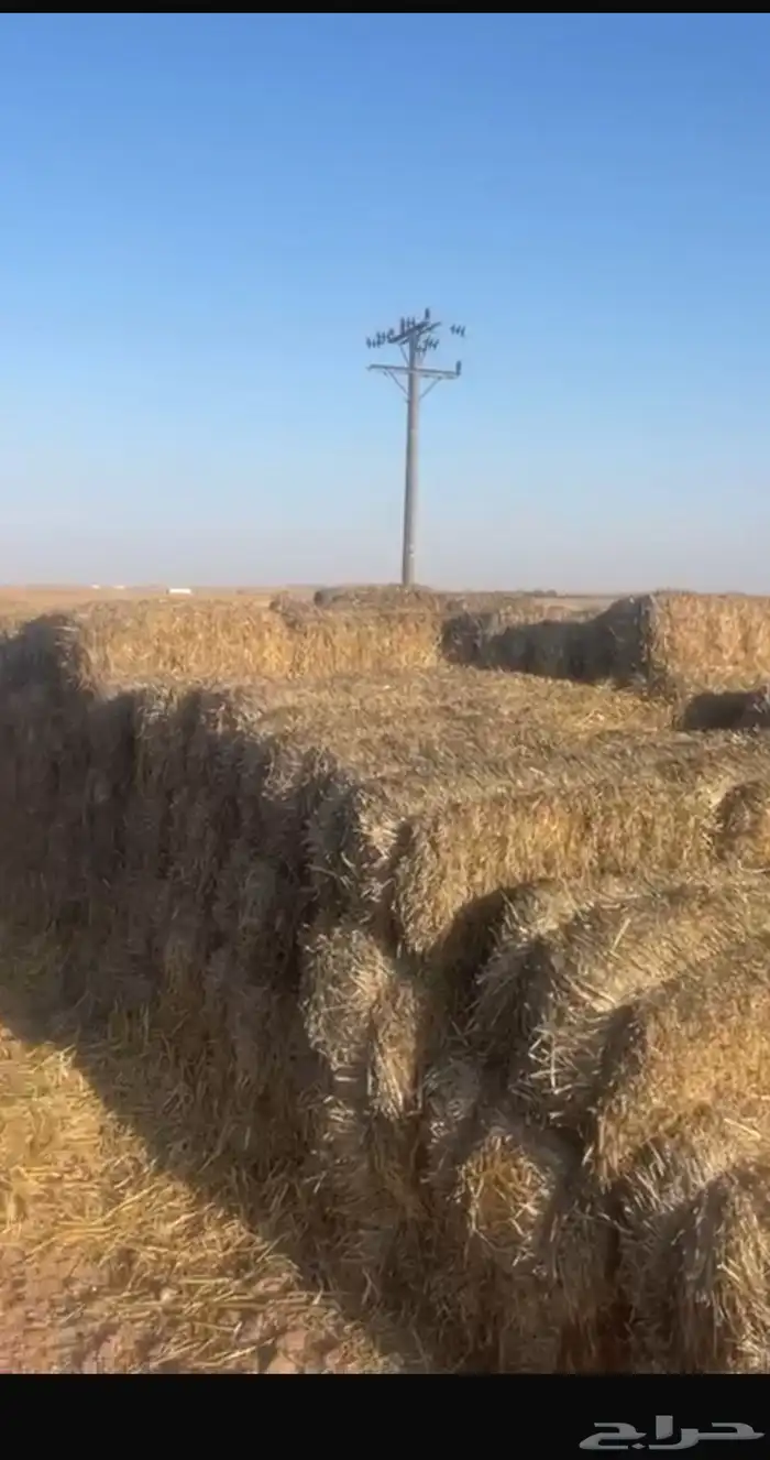 تبن شعير ممطور سعر 6 0