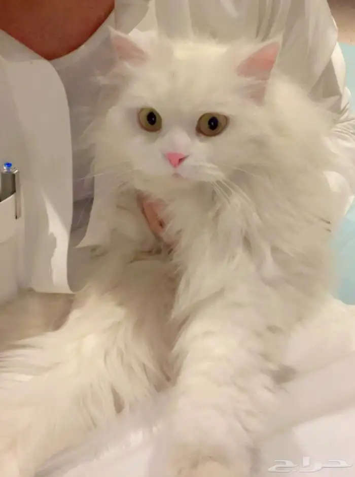 قطه جميله جدا امريكيه معقمه ومطعمه 1