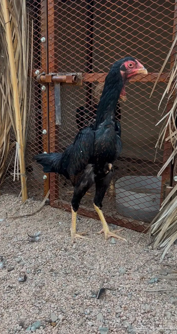 ديك ودجاجه شامو يباني 0