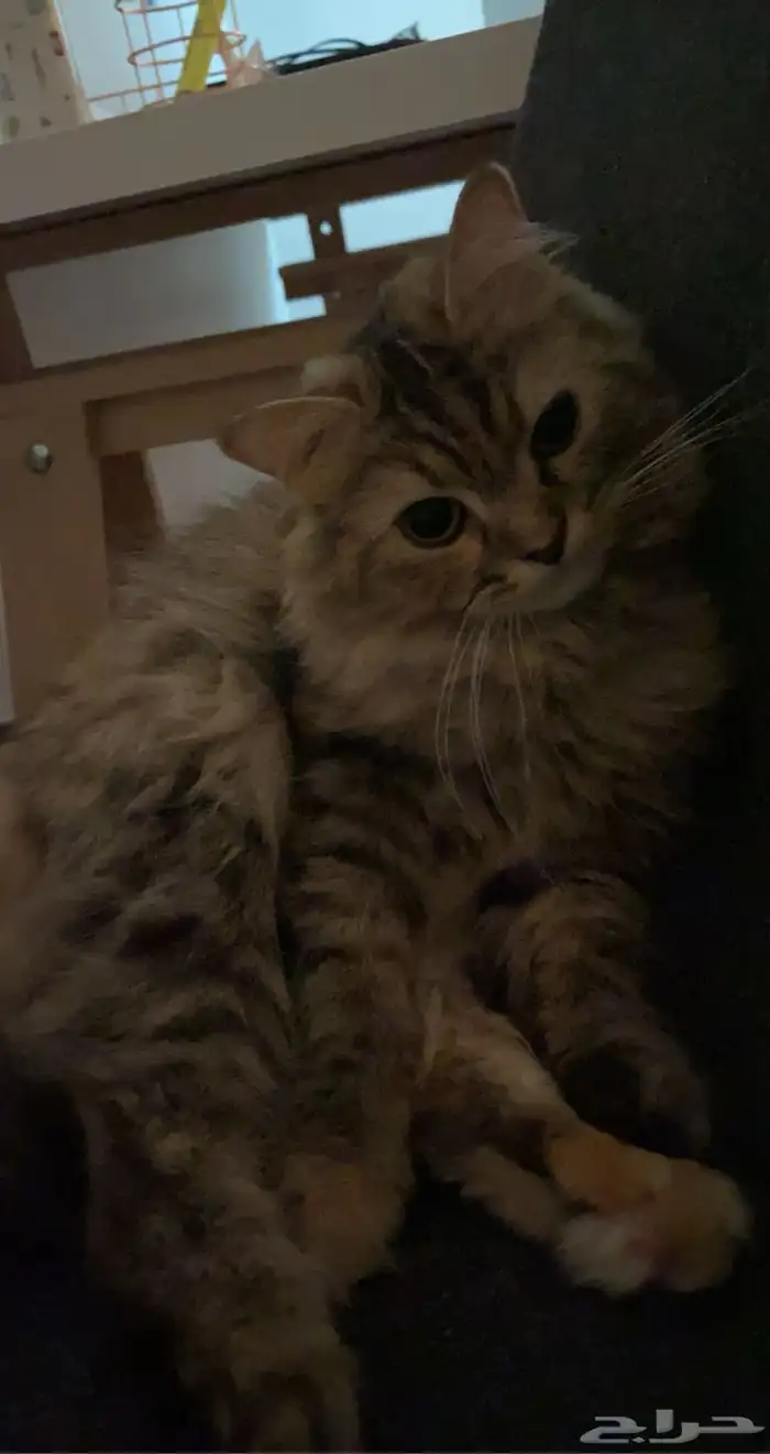 (للتبني )قطة شيرازيه 1