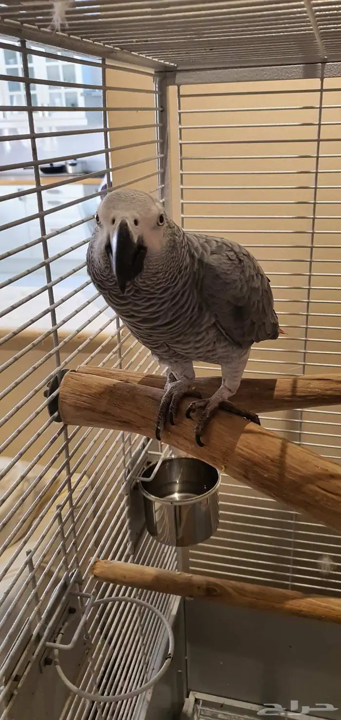 كاسكو سوبر جامبو للبيع 1