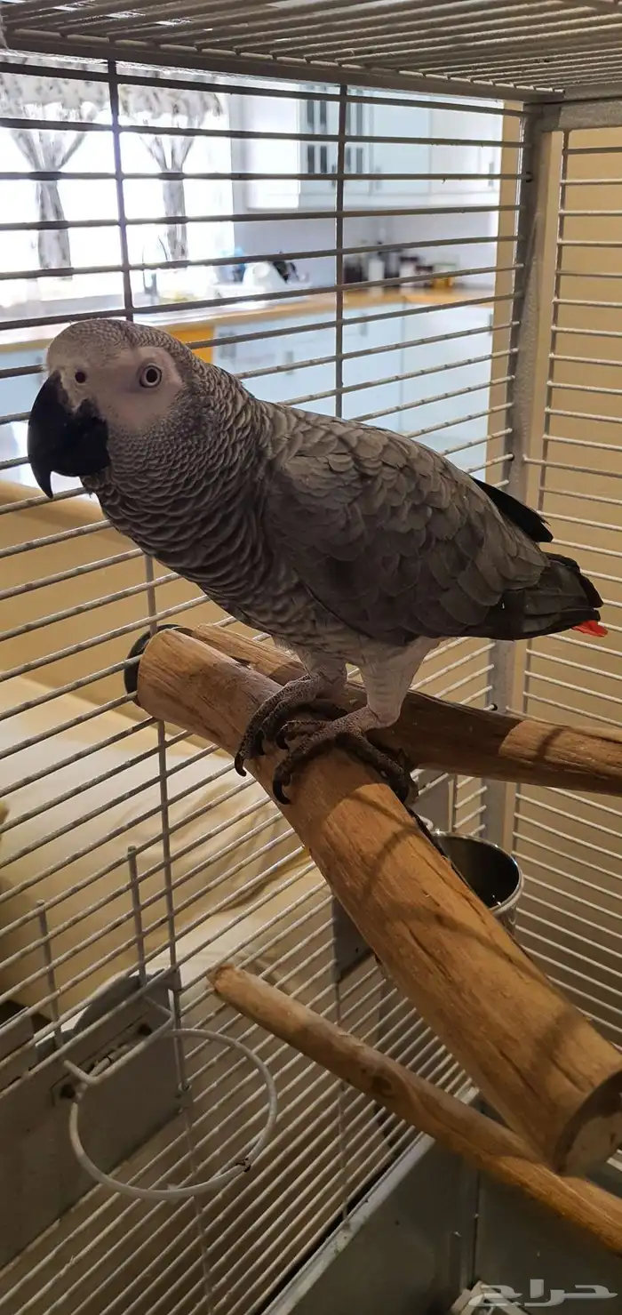 كاسكو سوبر جامبو للبيع 0