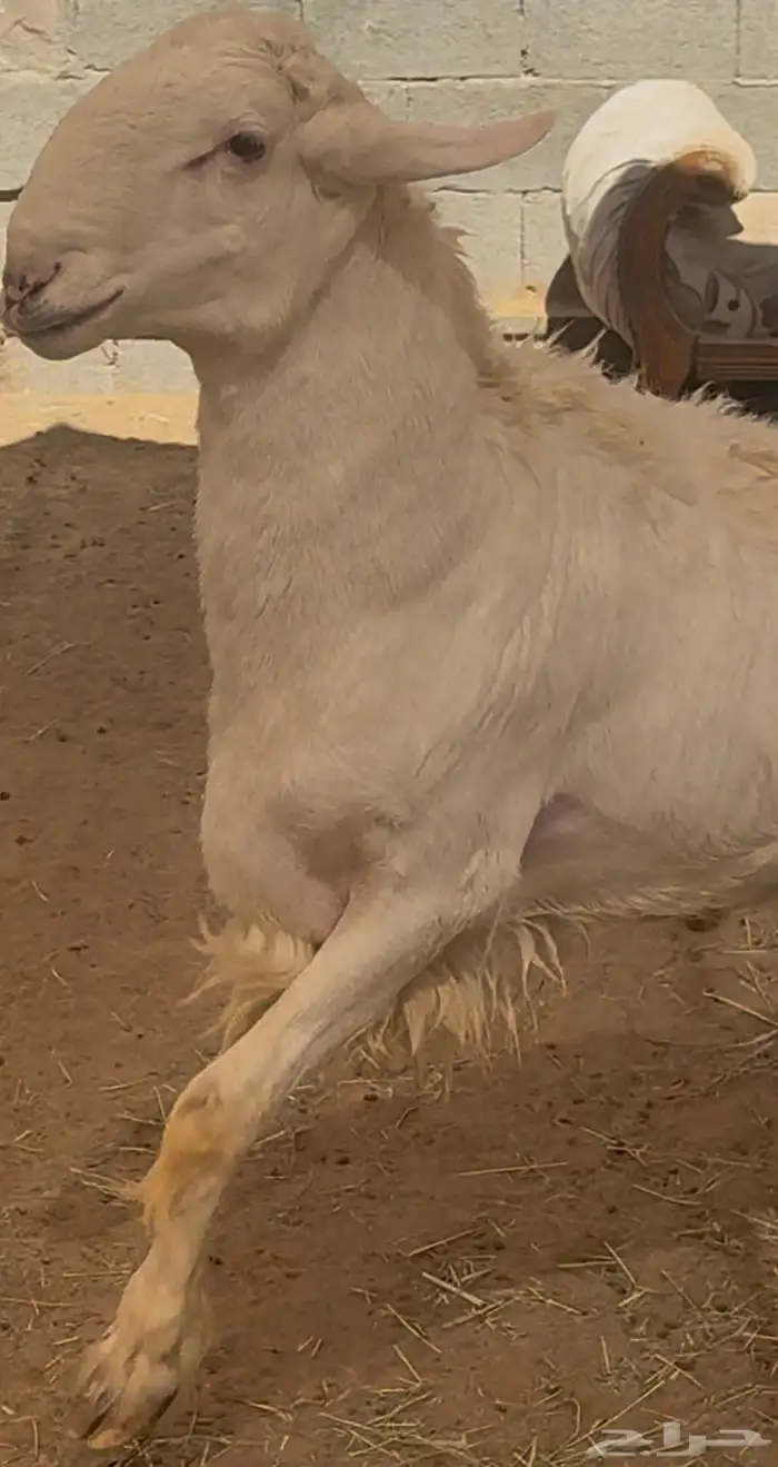 فحل نادر من اندر فحول الساحة 11