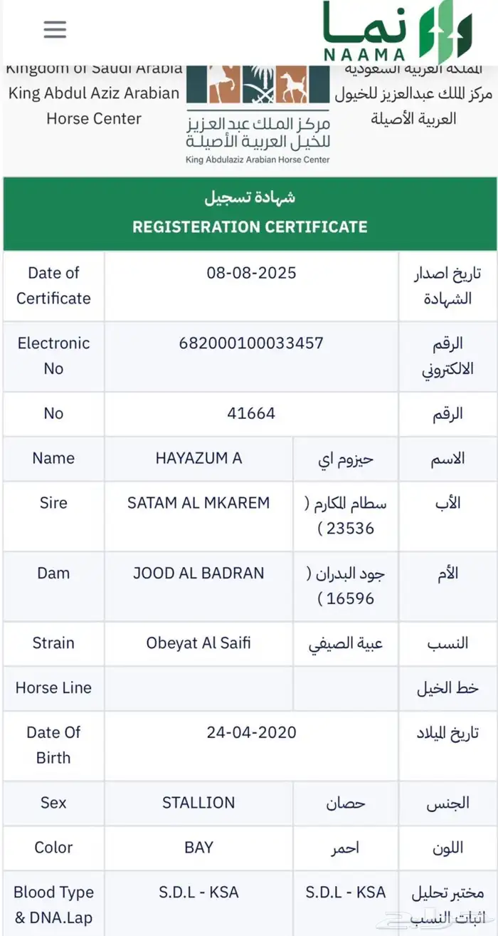 حصان عربي كفو 5