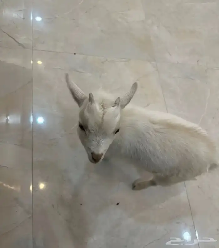 تيس قزم العمر شهرين لون ابيض و مرغوب 1