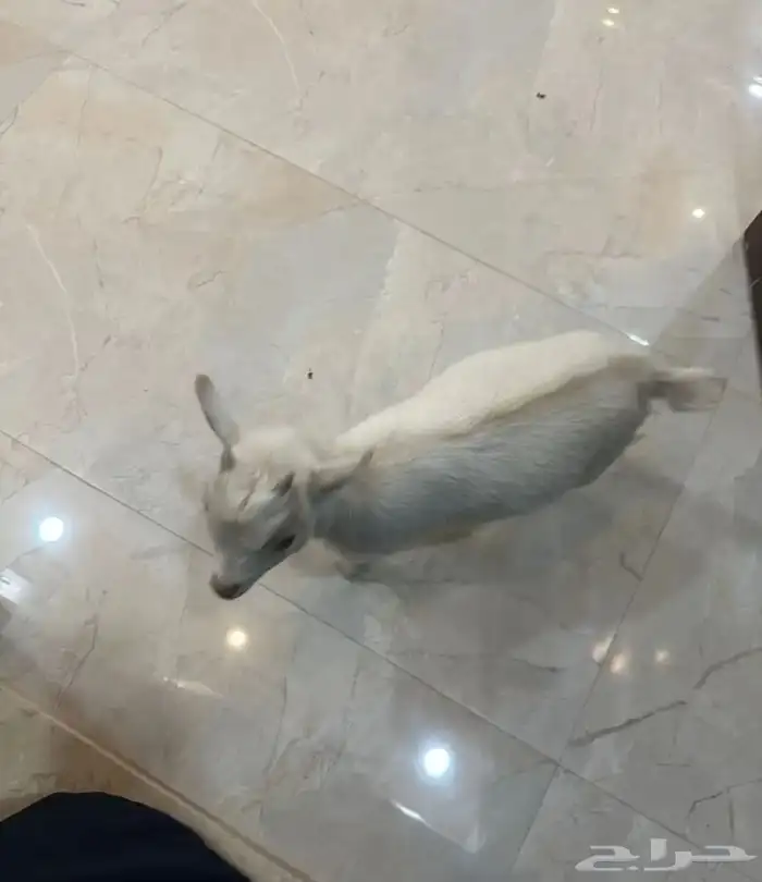 تيس قزم العمر شهرين لون ابيض و مرغوب 0