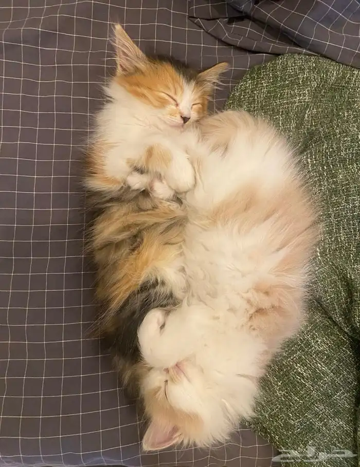 3قطط للبيع 8