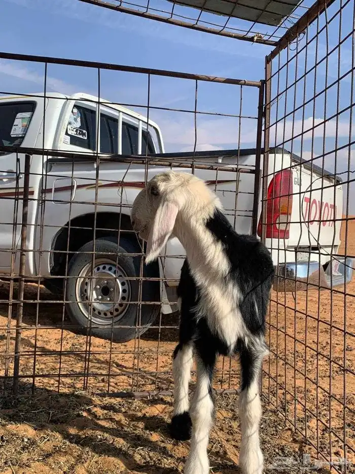 فحول صنف نجد 2