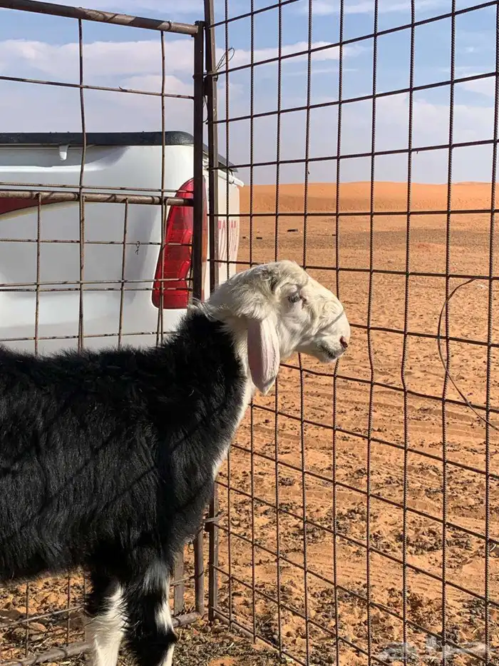 فحول صنف نجد 4