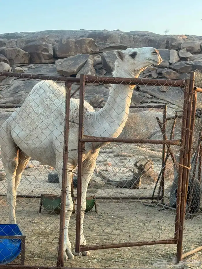 قعود عفر لقي مسكت من ان بغيته مبدأ وين بغيته مقنوي 0