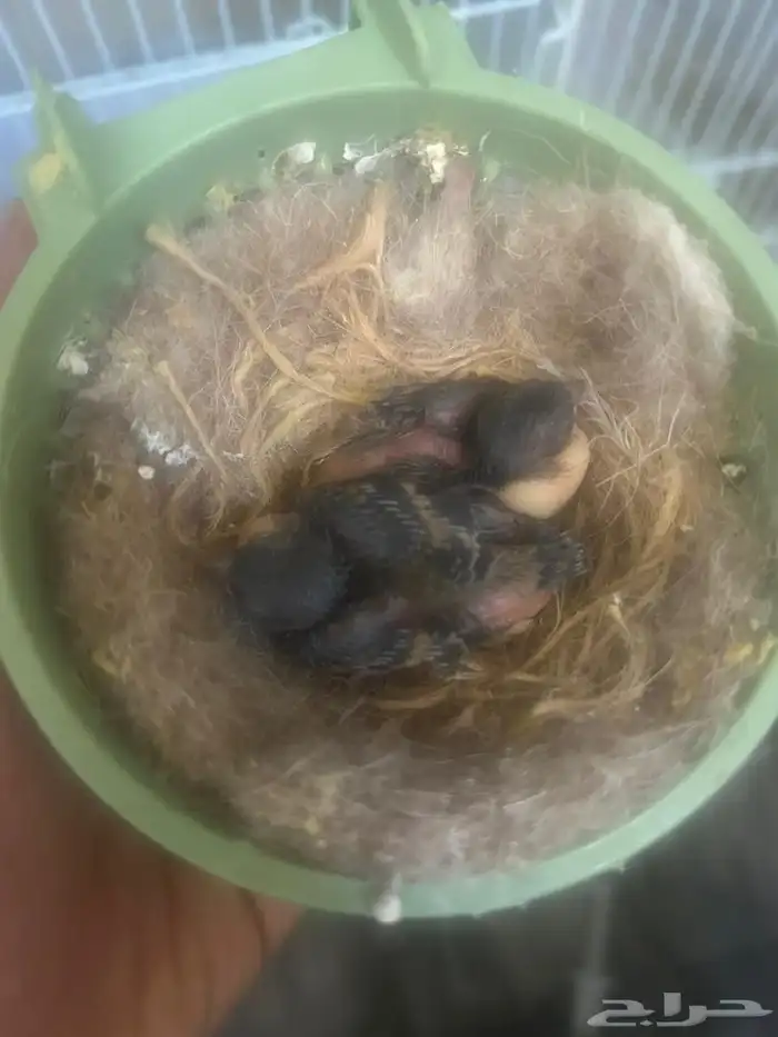 فحل سسكن احمر فنزولي منتج شرط علي انثى سسكن احمر 2