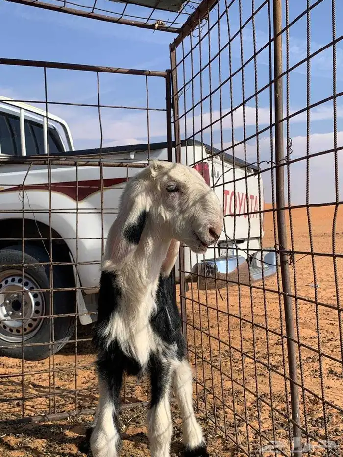 فحول صنف نجد 1