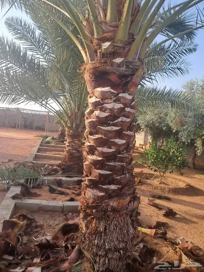 جميع اعمال النخيل 0