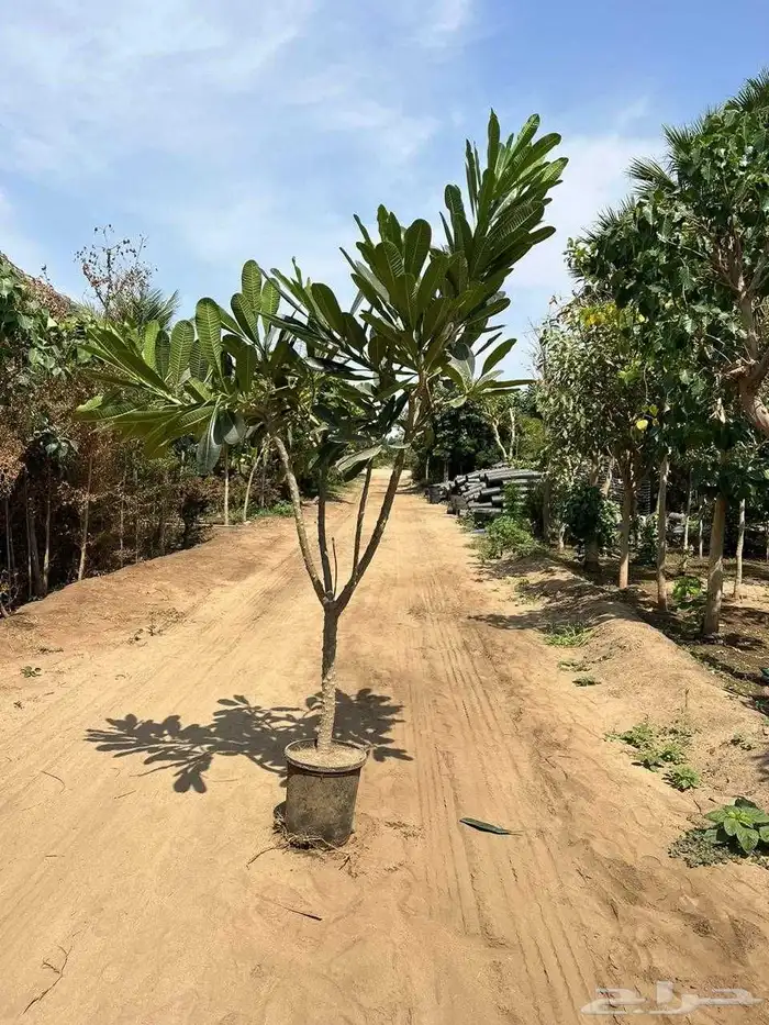 اشجار ياسمين هندي.بونسيانا.اكاسيا.جهنميات. جميع اشجار الزينة 5