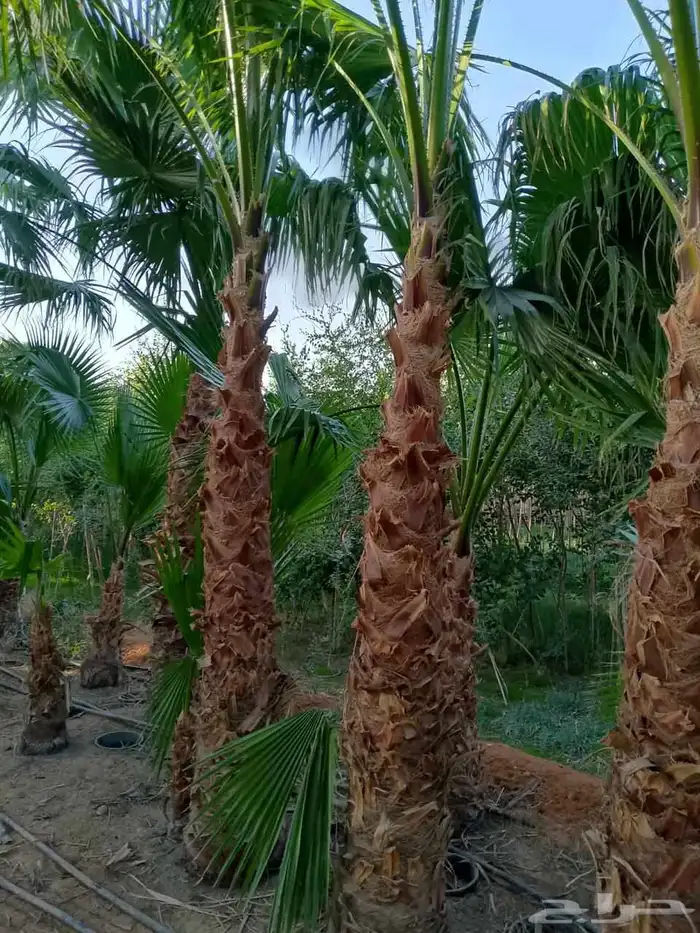 النخل الواشنطني الزينه 3