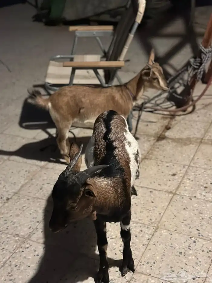 قزميات للبيع جوز 1