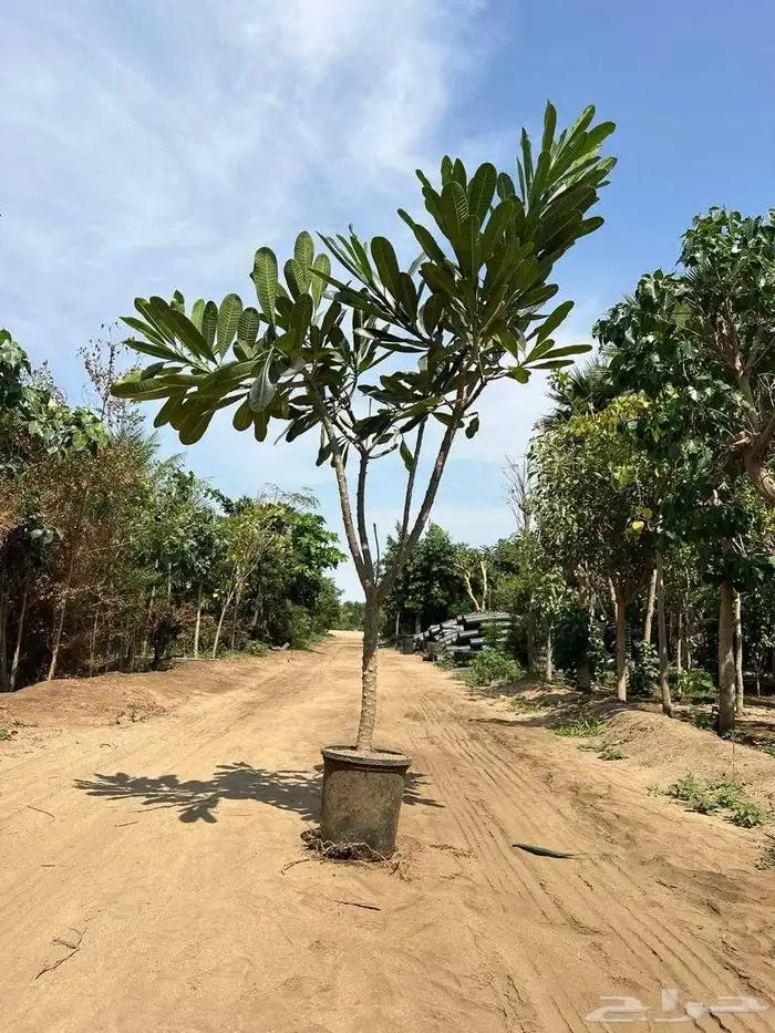 اشجار ياسمين هندي.بونسيانا.اكاسيا.جهنميات. جميع اشجار الزينة 4