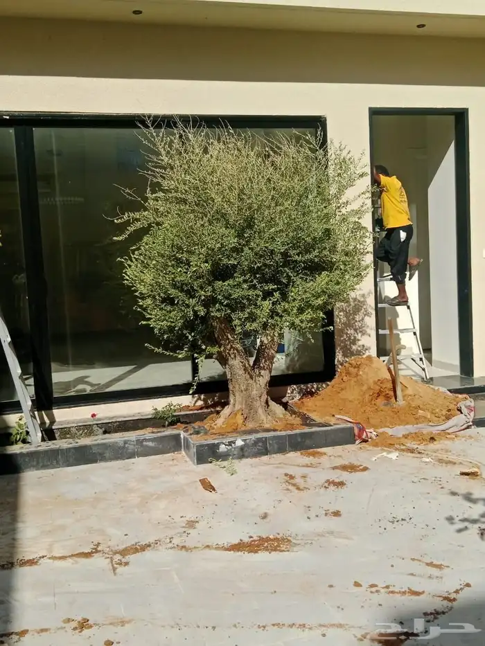 أشجار زينه زيتون 1