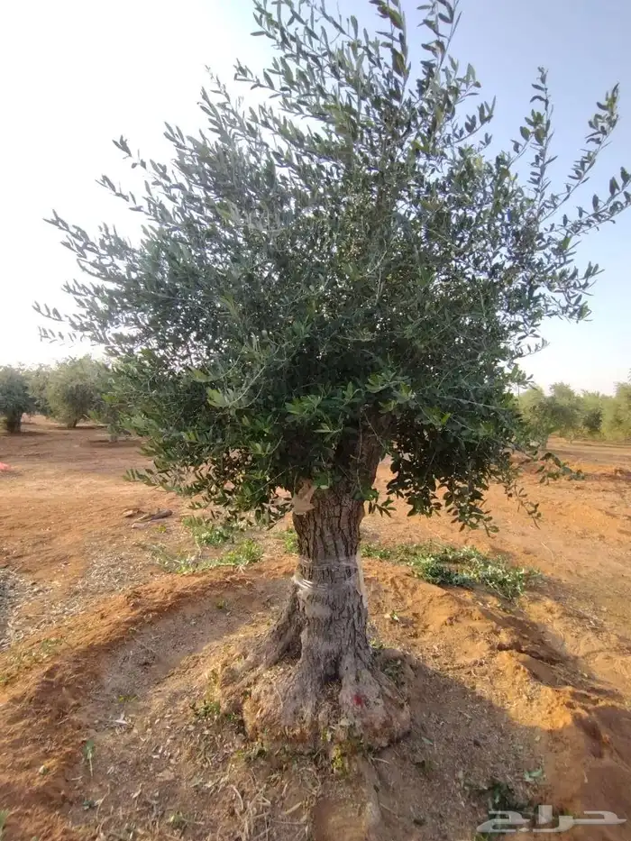 اشجار زيتون معمر 2