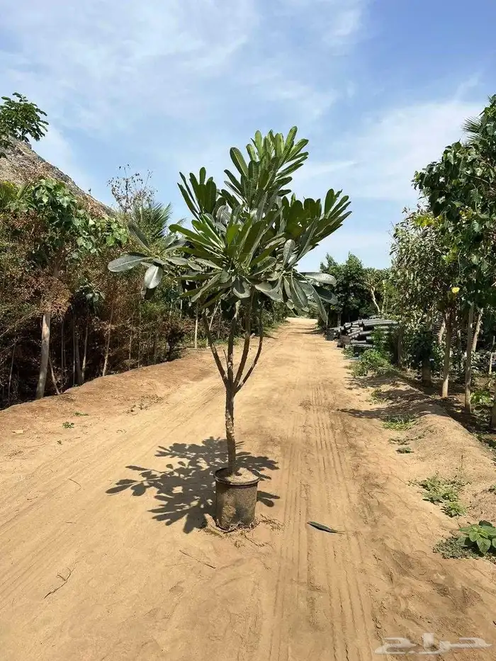 اشجار ياسمين هندي.بونسيانا.اكاسيا.جهنميات. جميع اشجار الزينة 6