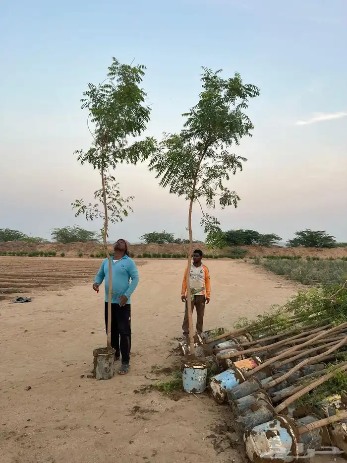 اشجار ياسمين هندي.بونسيانا.اكاسيا.جهنميات. جميع اشجار الزينة 3