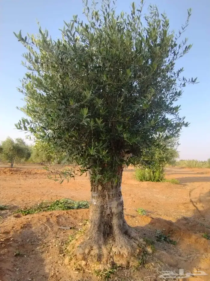 اشجار زيتون معمر 1