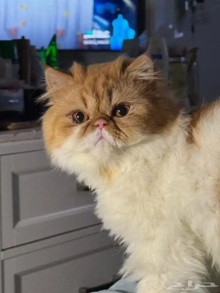 قط دكر بيكي فيس مستوى عالي طالب تزاوج 1