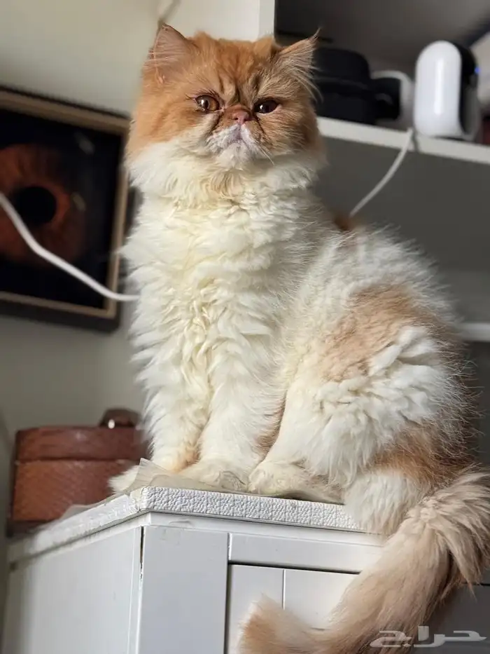 قط دكر بيكي فيس مستوى عالي طالب تزاوج 0