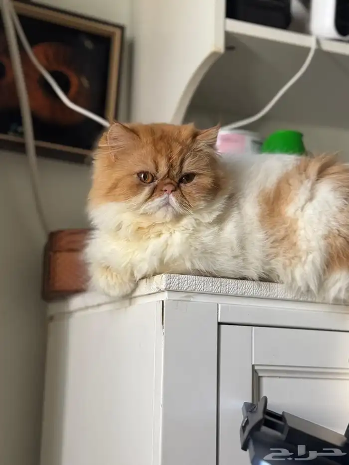 قط دكر بيكي فيس مستوى عالي طالب تزاوج 4