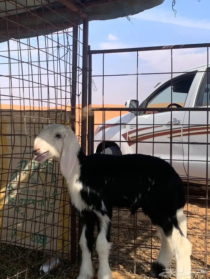 فحول صنف نجد 5