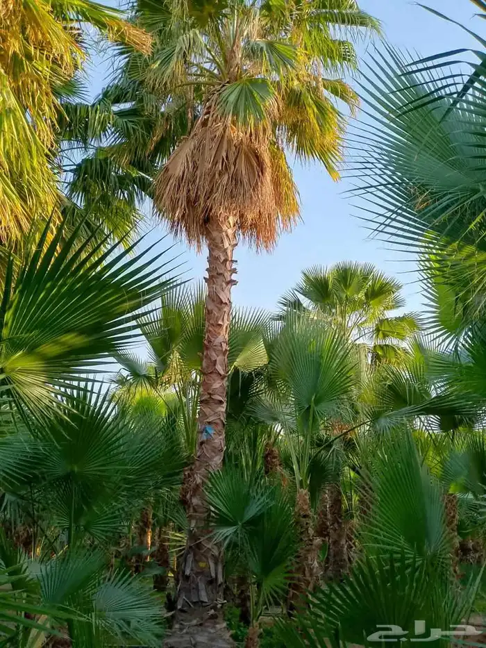 النخل الواشنطني الزينه 2