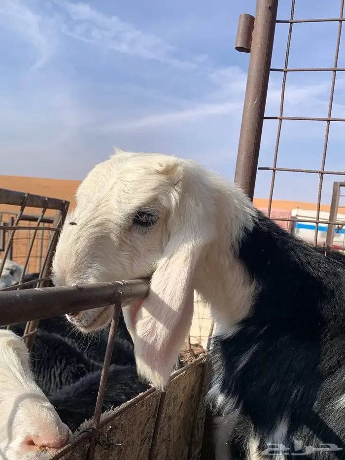 فحول صنف نجد 0