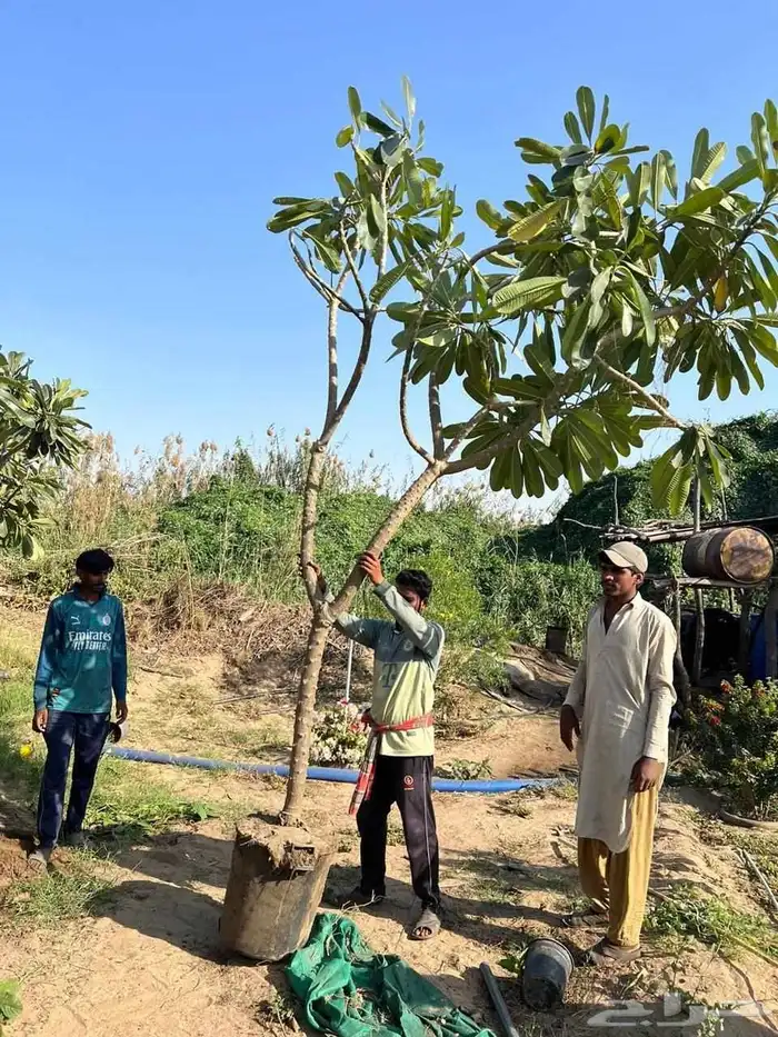 اشجار ياسمين هندي.بونسيانا.اكاسيا.جهنميات. جميع اشجار الزينة 1
