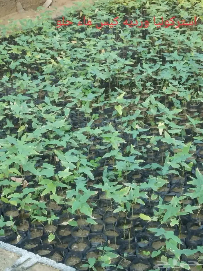 استركوليا ورديه 0