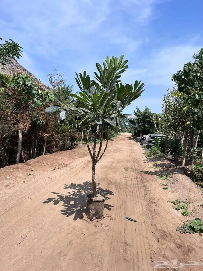 اشجار ياسمين هندي.بونسيانا.اكاسيا.جهنميات. جميع اشجار الزينة 0