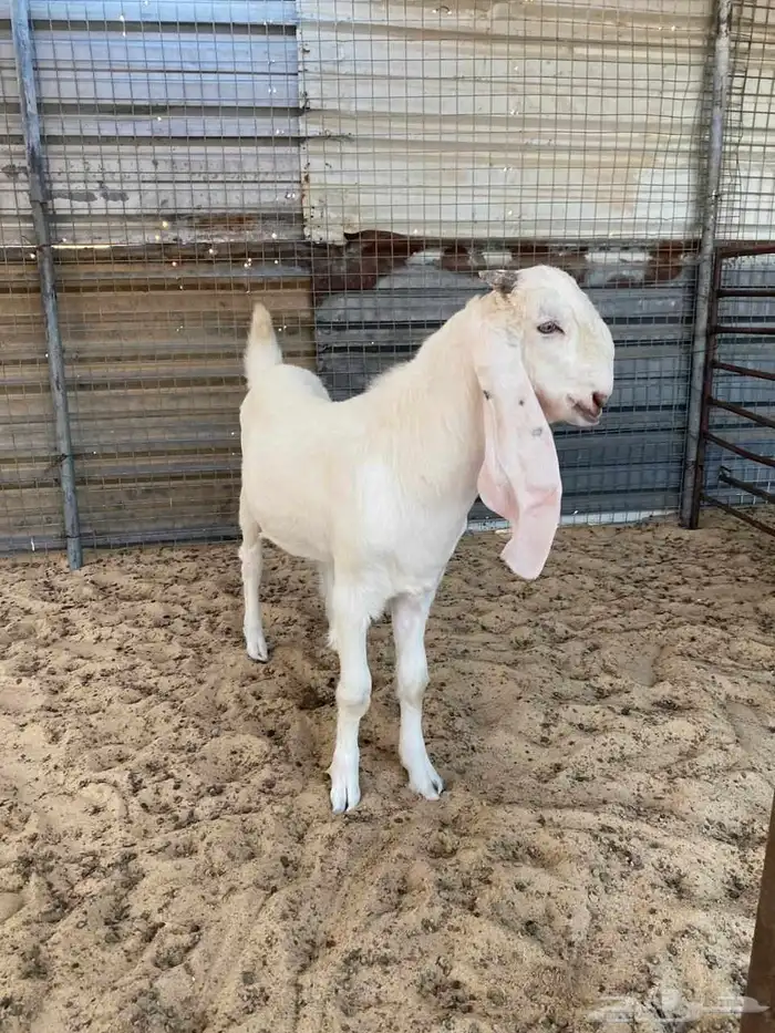 3 تيوس للبيع العمر حول 4 شهور 0