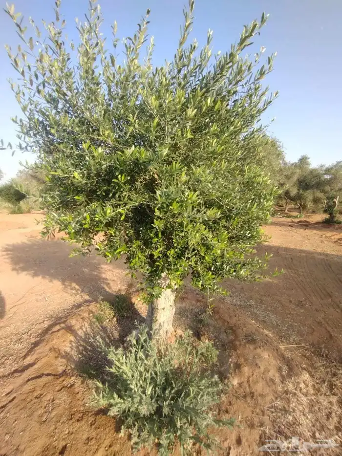 اشجار زيتون معمر 3