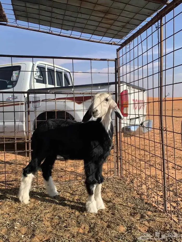 فحول صنف نجد 3