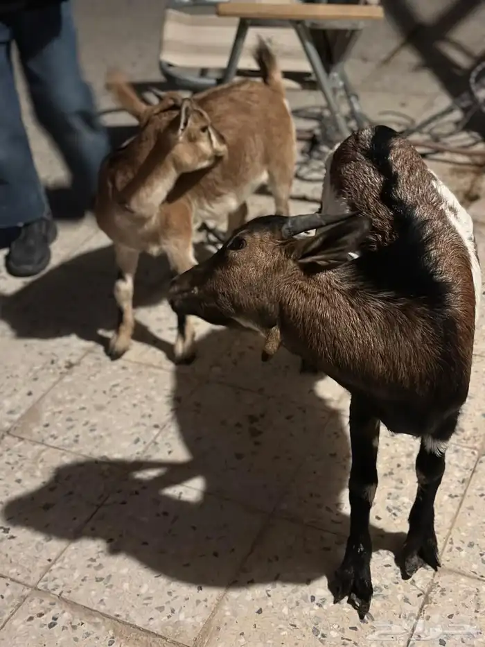 قزميات للبيع جوز 0